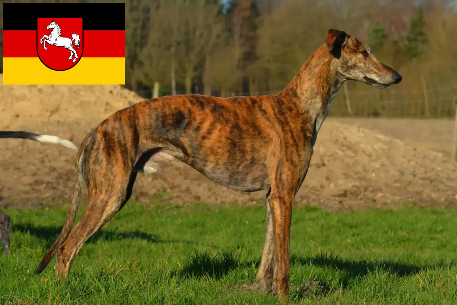 Lee más sobre el artículo Criadores de Galgo Español y cachorros en Baja Sajonia