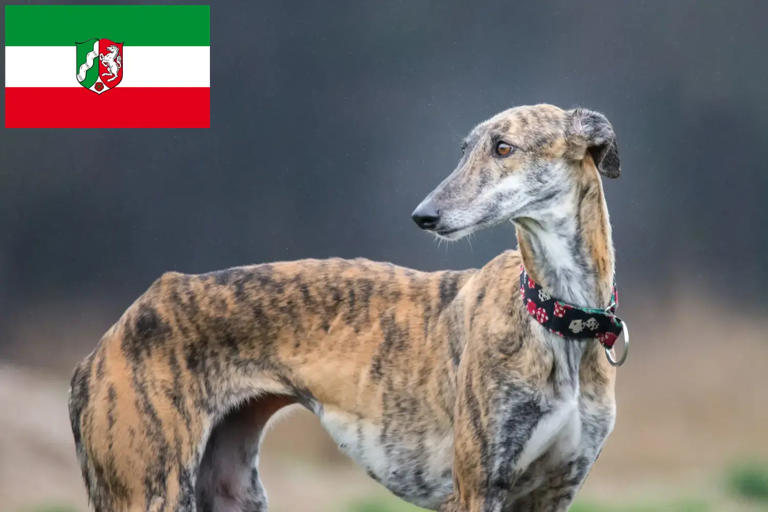 Lee más sobre el artículo Galgo Español criadores y cachorros en Renania del Norte-Westfalia