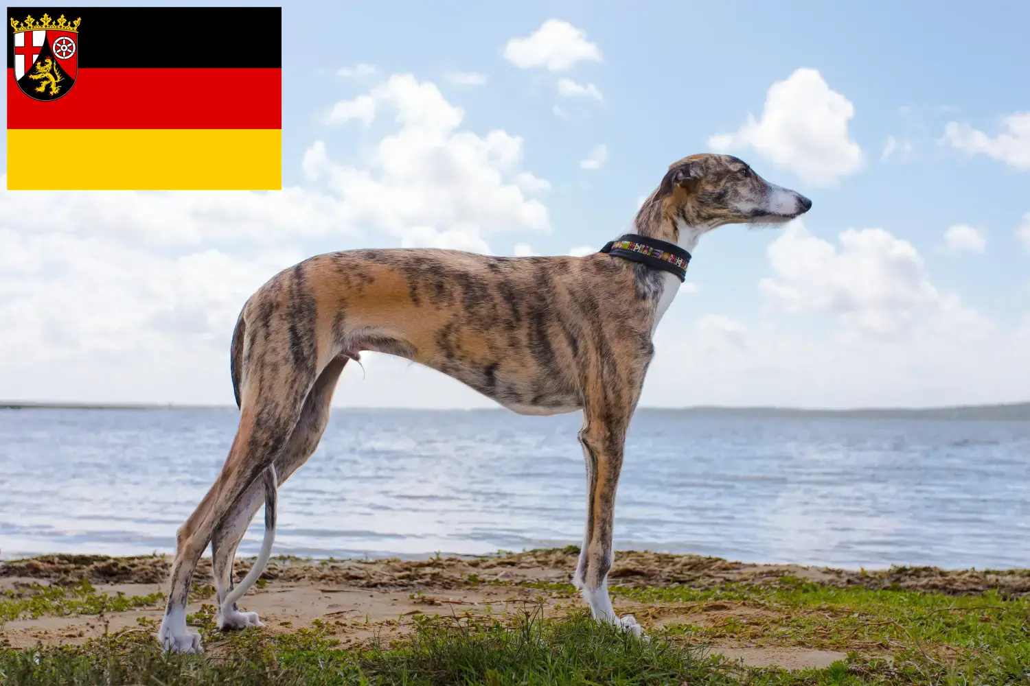 Lee más sobre el artículo Galgo Español criadores y cachorros en Renania-Palatinado