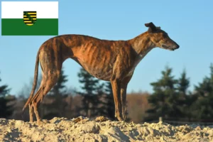 Lee más sobre el artículo Galgo Español criadores y cachorros en Sajonia