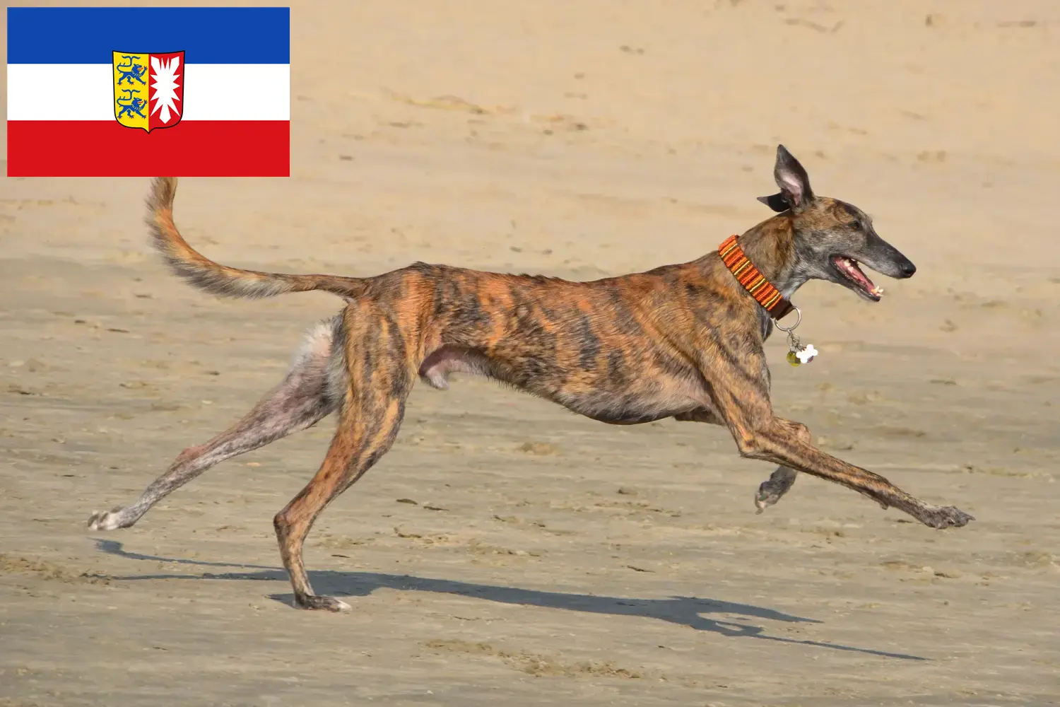 Lee más sobre el artículo Galgo Español criadores y cachorros en Schleswig-Holstein