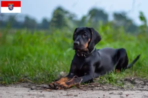 Lee más sobre el artículo Gończy Polski criadores y cachorros en Hesse