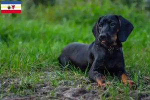 Lee más sobre el artículo Gończy Polski criadores y cachorros en Mecklemburgo-Pomerania Occidental