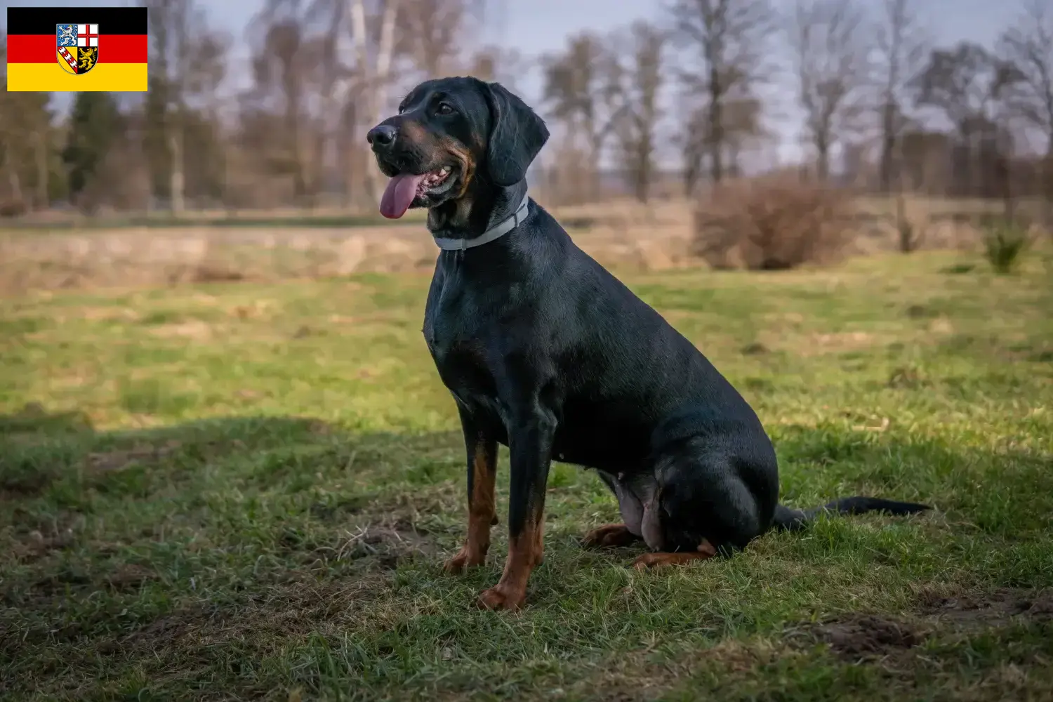 Lee más sobre el artículo Gończy Polski criadores y cachorros en Saarland