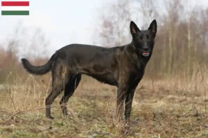 Lee más sobre el artículo Hollandse Herdershond criadores y cachorros en Hungría