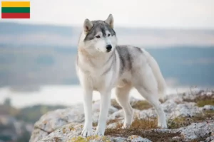 Lee más sobre el artículo Criadores de huskys y cachorros en Lituania