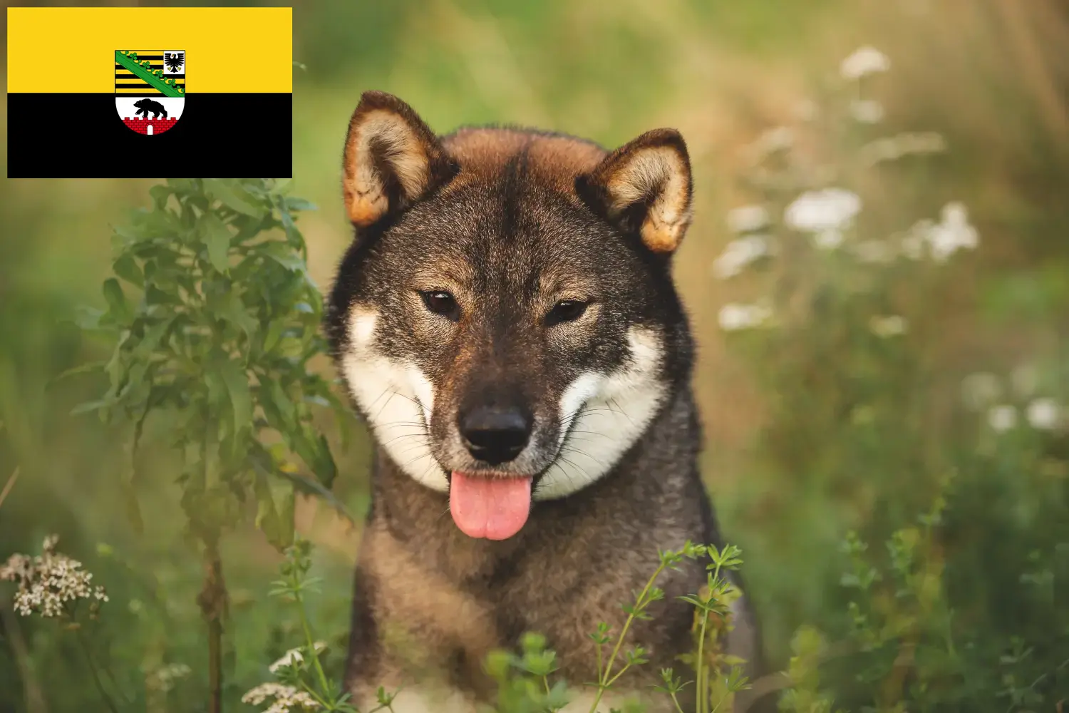 Lee más sobre el artículo Criadores de Shikoku y cachorros en Sajonia-Anhalt