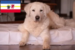 Lee más sobre el artículo Criadores de Kuvasz y cachorros en Mecklemburgo-Pomerania Occidental