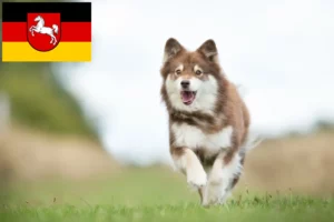 Lee más sobre el artículo Criadores de Lapphund finlandés y cachorros en Baja Sajonia