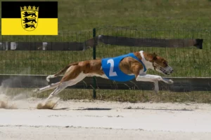 Lee más sobre el artículo Criadores de Magyar Agar y cachorros en Baden-Württemberg