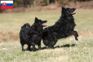 Lee más sobre el artículo Criadores de Mudi y cachorros en Eslovaquia