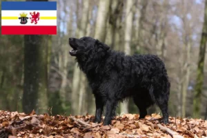 Lee más sobre el artículo Criadores de Mudi y cachorros en Mecklemburgo-Pomerania Occidental