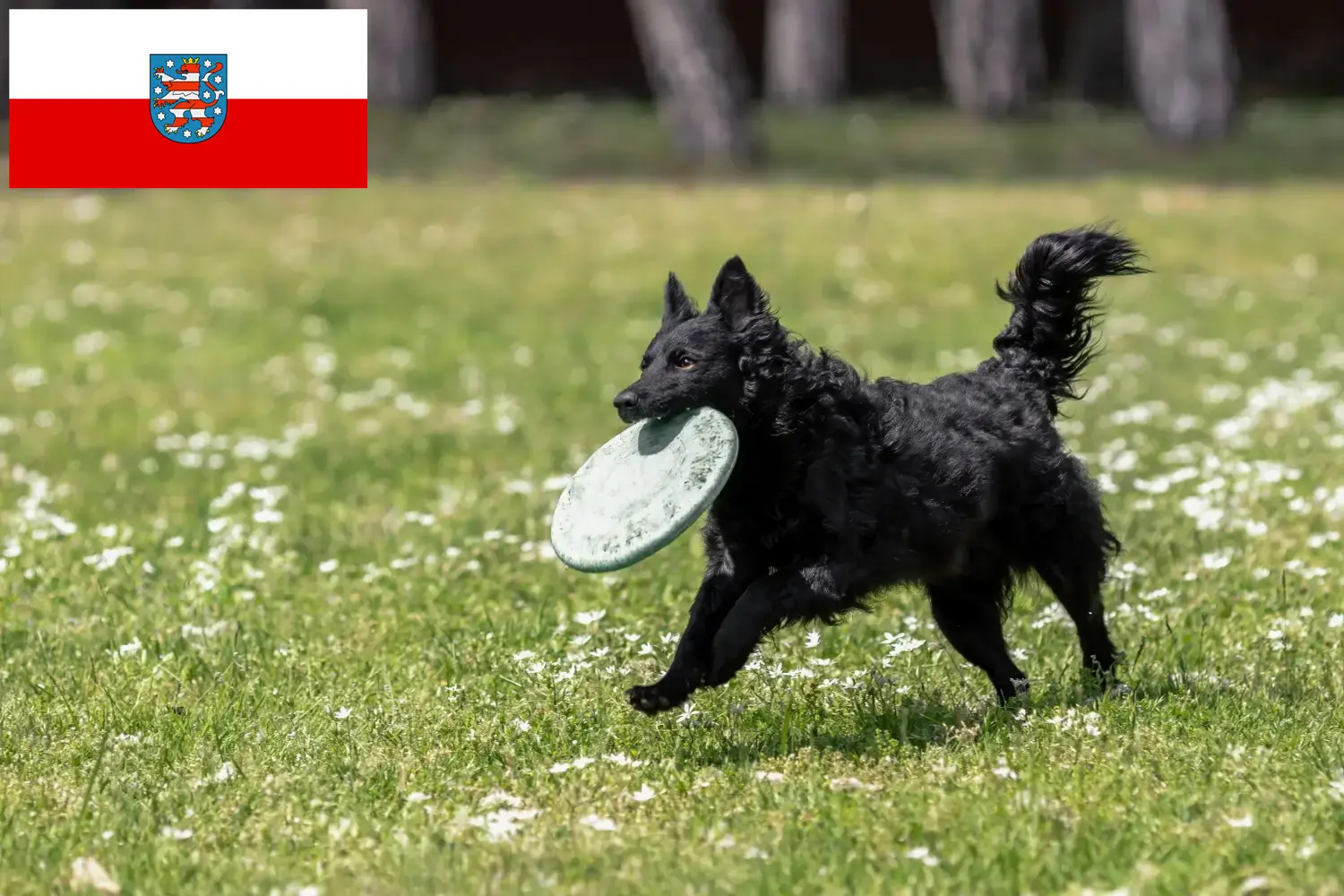 Lee más sobre el artículo Criadores de Mudi y cachorros en Turingia