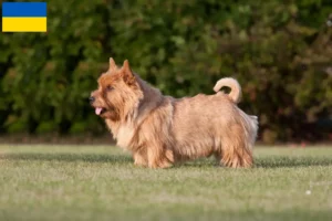 Lee más sobre el artículo Criadores y cachorros de Norwich Terrier en Ucrania