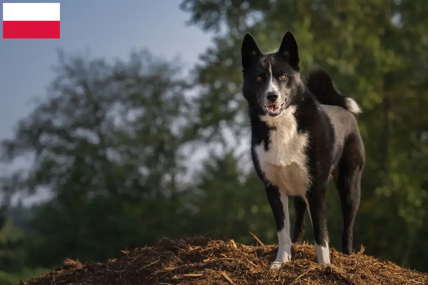 Lee más sobre el artículo Criadores de Perro Oso de Carelia y cachorros en Polonia