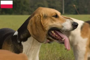 Lee más sobre el artículo Criadores y cachorros de Poitevin en Polonia