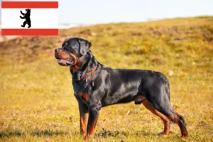 Lee más sobre el artículo Criadores de rottweiler y cachorros en Berlín