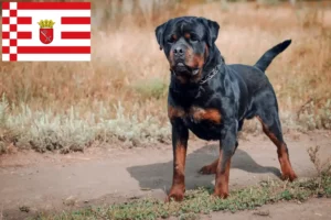 Lee más sobre el artículo Criadores de rottweiler y cachorros en Bremen