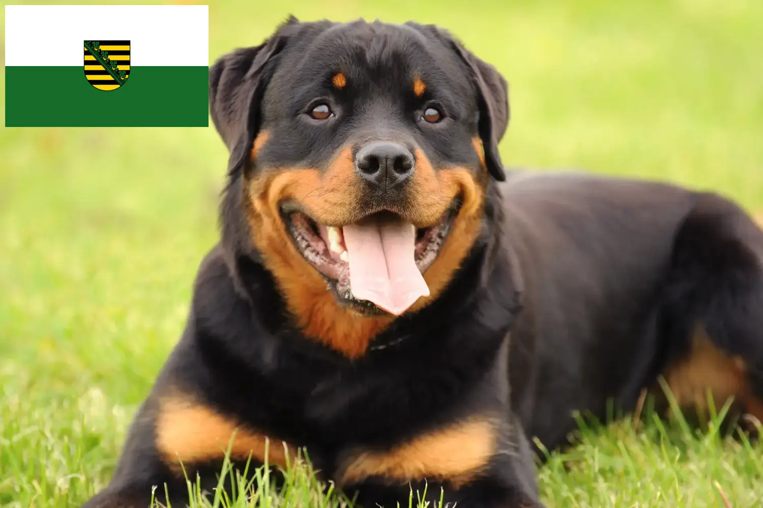 Lee más sobre el artículo Criadores de rottweiler y cachorros en Sajonia