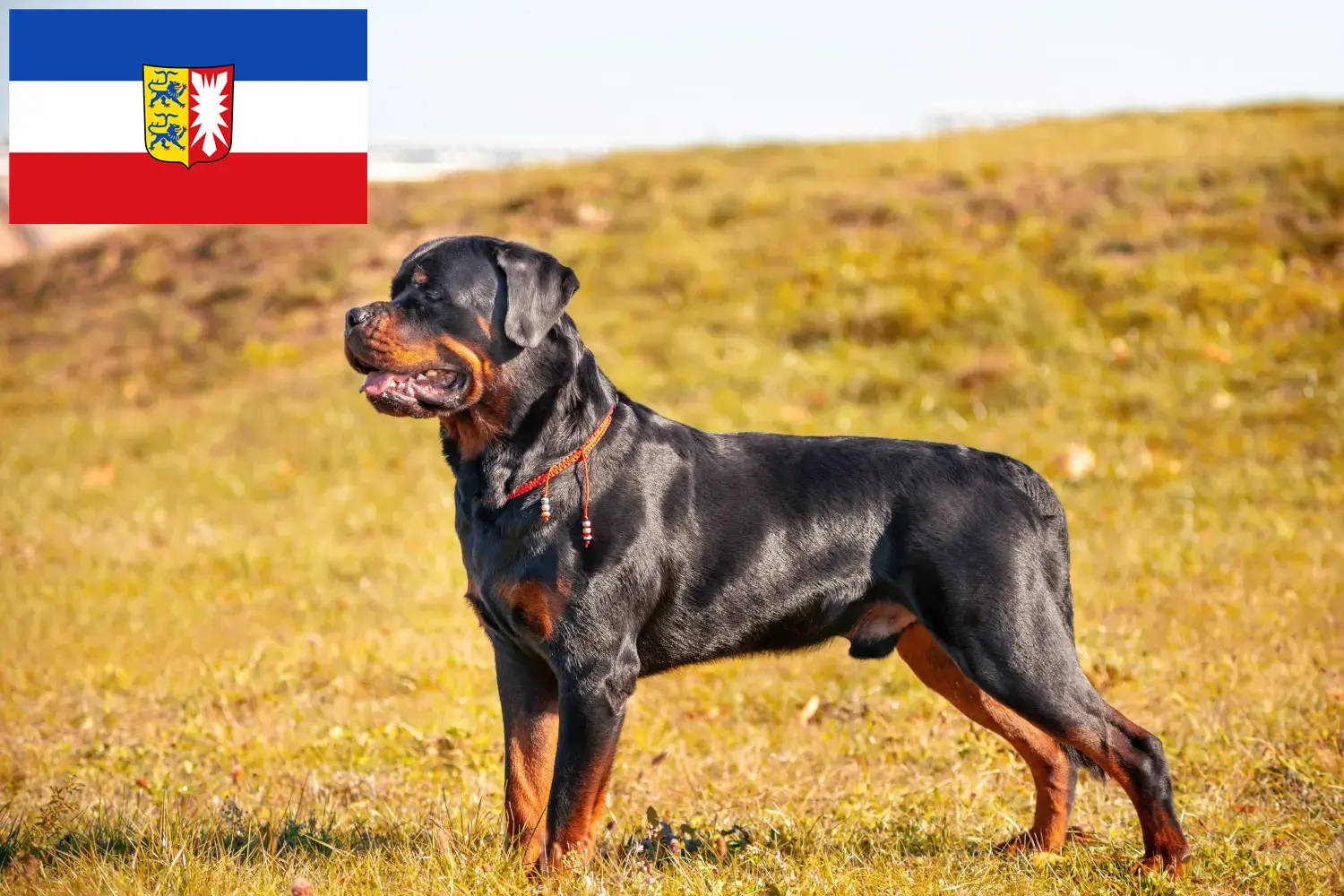 Lee más sobre el artículo Criadores de rottweiler y cachorros en Schleswig-Holstein