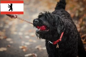 Lee más sobre el artículo Criador de Terrier Negro Ruso y cachorros en Berlín