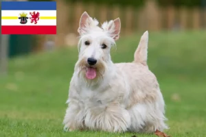 Lee más sobre el artículo Criadores de Scottish Terrier y cachorros en Mecklemburgo-Pomerania Occidental