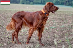 Lee más sobre el artículo Criadores de Setter Irlandés Rojo y cachorros en Hungría