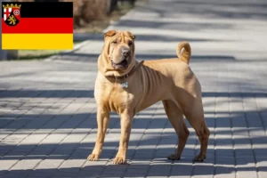 Lee más sobre el artículo Criadores de Shar-Pei y cachorros en Renania-Palatinado