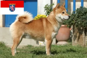 Lee más sobre el artículo Criadores de Shiba y cachorros en Hessen