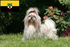 Lee más sobre el artículo Criadores de Shih Tzu y cachorros en Sajonia-Anhalt