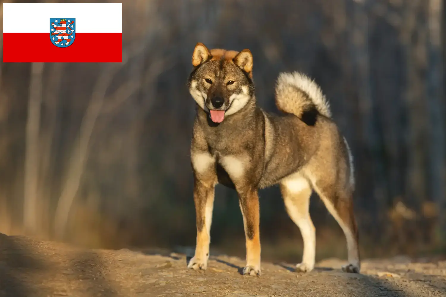 Lee más sobre el artículo Criadores de Shikoku y cachorros en Turingia