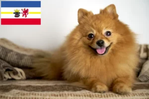 Lee más sobre el artículo Criadores de Spitz y cachorros en Mecklemburgo-Pomerania Occidental