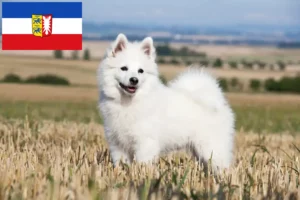 Lee más sobre el artículo Criadores de Spitz y cachorros en Schleswig-Holstein