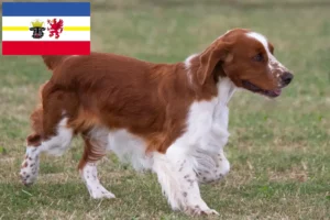 Lee más sobre el artículo Criadores de Springer Spaniel Galés y cachorros en Mecklemburgo-Pomerania Occidental