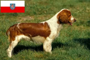 Lee más sobre el artículo Criadores de Springer Spaniel Galés y cachorros en Turingia