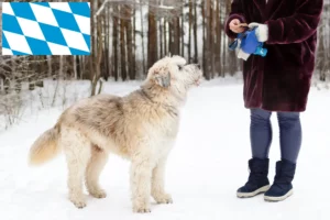 Lee más sobre el artículo Sur de Rusia Ovtcharka criador y cachorros en Baviera