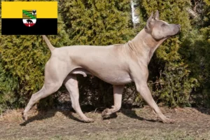 Lee más sobre el artículo Criadores y cachorros de Thai Ridgeback en Sajonia-Anhalt