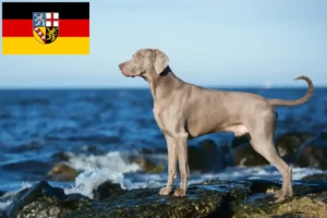 Lee más sobre el artículo Criadores de Weimaraner y cachorros en Sarre