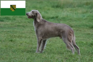 Lee más sobre el artículo Criadores de Weimaraner y cachorros en Sajonia