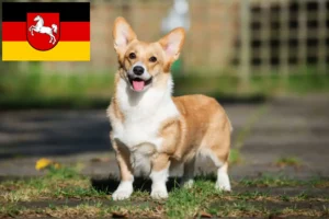 Lee más sobre el artículo Criadores de Welsh Corgi y cachorros en Baja Sajonia