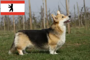 Lee más sobre el artículo Criadores de Welsh Corgi y cachorros en Berlín