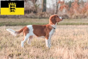 Lee más sobre el artículo Criadores de Springer Spaniel Galés y cachorros en Baden-Wurtemberg