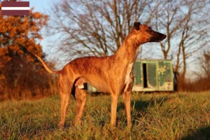 Lee más sobre el artículo Criadores de Whippet y cachorros en Letonia