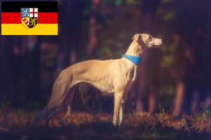 Lee más sobre el artículo Criadores de Whippet y cachorros en Sarre