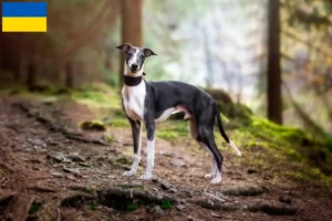 Lee más sobre el artículo Criadores de Whippet y cachorros en Ucrania