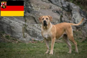 Lee más sobre el artículo Criadores de Boerboel y cachorros en Renania-Palatinado