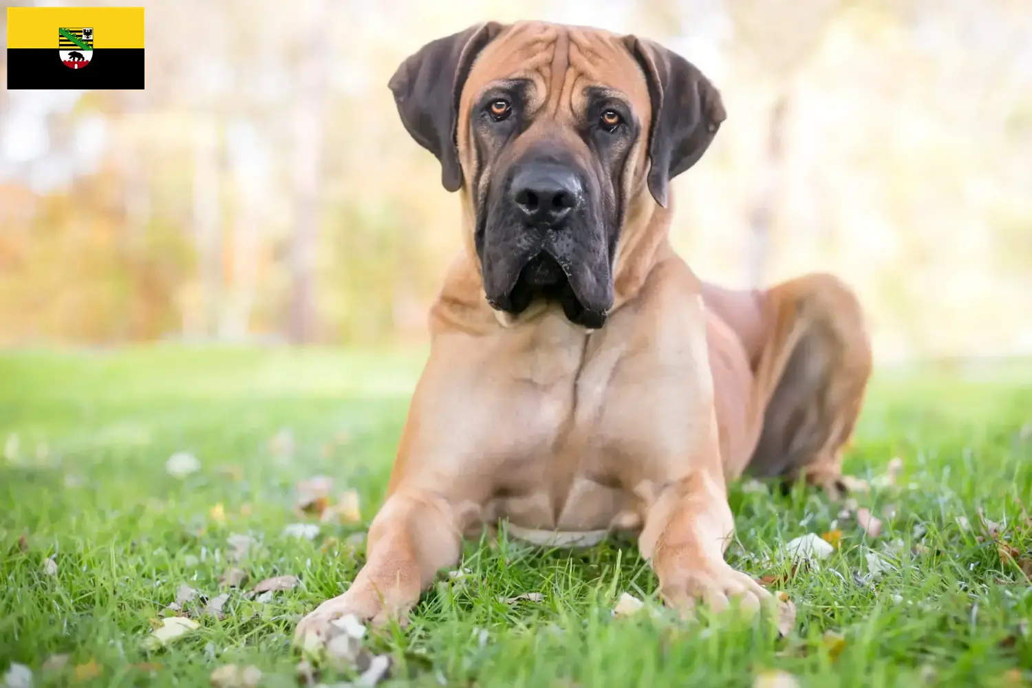 Lee más sobre el artículo Criadores de Boerboel y cachorros en Sajonia-Anhalt