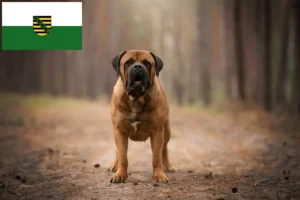 Lee más sobre el artículo Criadores de Boerboel y cachorros en Sajonia