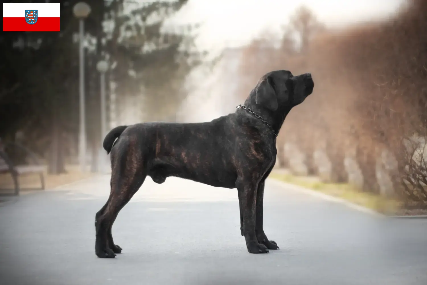 Lee más sobre el artículo Criadores de Boerboel y cachorros en Turingia