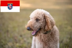 Lee más sobre el artículo Criadores de Goldendoodle y cachorros en Hessen